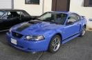 Mustangs in Iceland