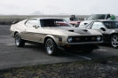 Mustangs in Iceland