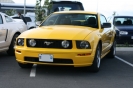 Mustangs in Iceland