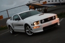 Mustangs in Iceland