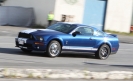 Mustangs in Iceland